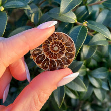 Load image into Gallery viewer, Ammonite_soulemporium