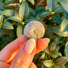 Load image into Gallery viewer, Ammonite_soulemporium