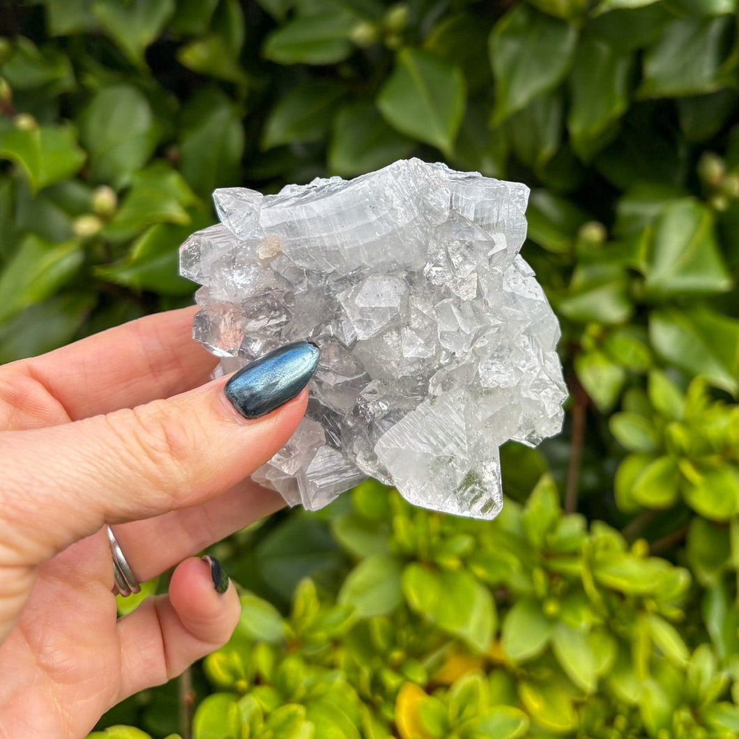 Apophyllite Cluster (6)