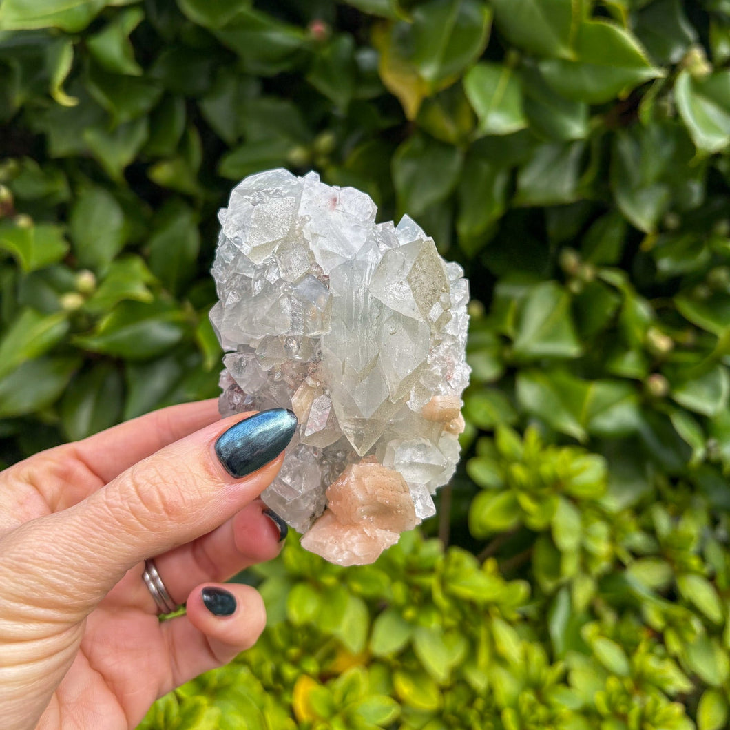 Apophyllite Cluster (8)