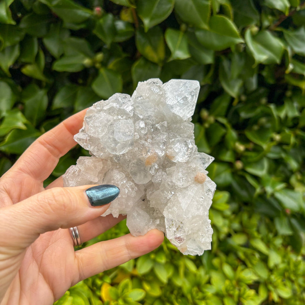 Apophyllite Cluster (10)